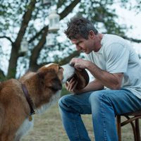 A Dog's Purpose