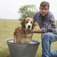 A Dog's Purpose