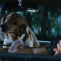 A Dog's Purpose