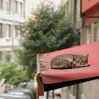 Kedi (Gatos de Estambul)