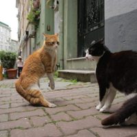 Kedi (Gatos de Estambul)