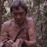 Tawai: A voice from the forest