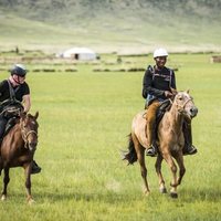 All the Wild Horses