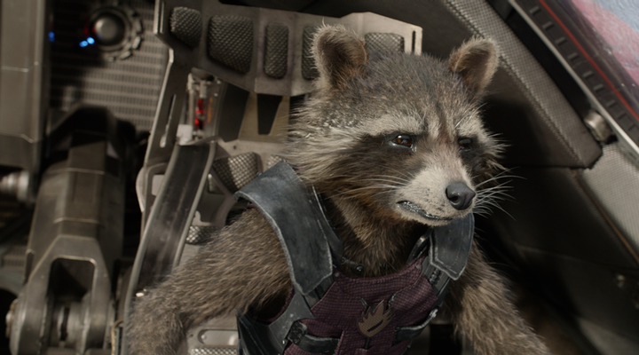 'Rocket Raccoon'