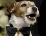 Uggie, el perro de 'The Artist', dejará las huellas de sus patas frente al Teatro Chino Grauman de Hollywood