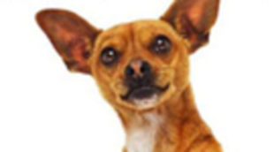 Tres carteles de 'Beverly Hills Chihuahua'