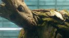 James Gunn revela por qué bebé Groot evita que Drax le vea bailando en 'Guardianes de la Galaxia'