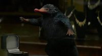 'Animales fantásticos': El Escarbato (Niffler) es real y os lo podemos demostrar