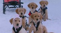 'Snow Buddies: Cachorros en la nieve': el rodaje de Disney que se convirtió en una pesadilla para decenas de perros