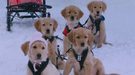 'Snow Buddies': el rodaje de Disney que se convirtió en una pesadilla para decenas de perros