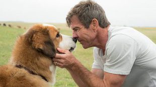 El terrible vídeo de un perro sufriendo en el rodaje de 'A Dog's Purpose' provoca una ola de indignación