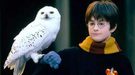 Los fans de 'Harry Potter' en Indonesia están comprando ilegalmente lechuzas como mascotas