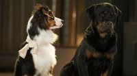 La distribuidora australiana de 'Superagente canino' recorta dos escenas polémicas de la película