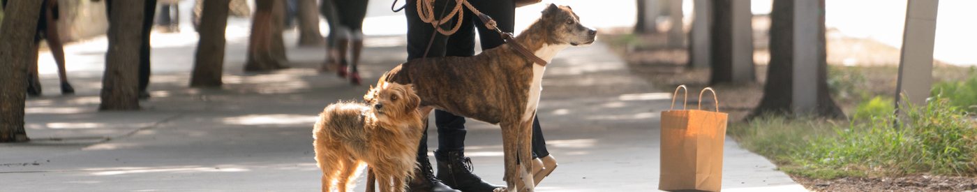 'I Love Dogs': El mejor amigo del hombre