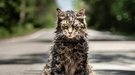 Muere Leo, el gato protagonista de 'Cementerio de animales'