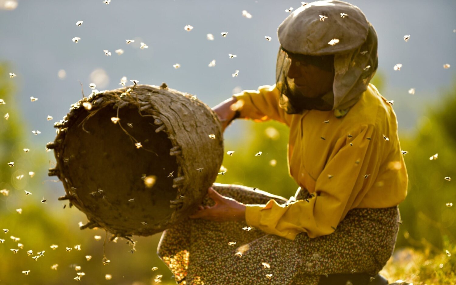 'Honeyland': El milagro de las abejas