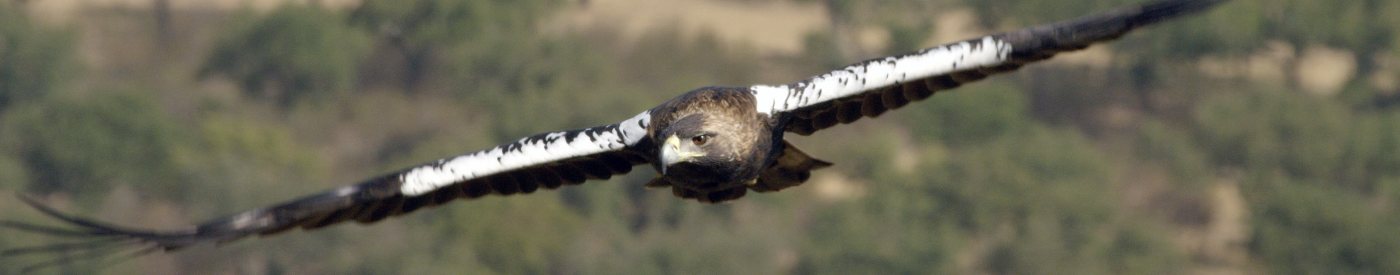 'Dehesa, el bosque del lince ibérico': La llamada de la biodiversidad