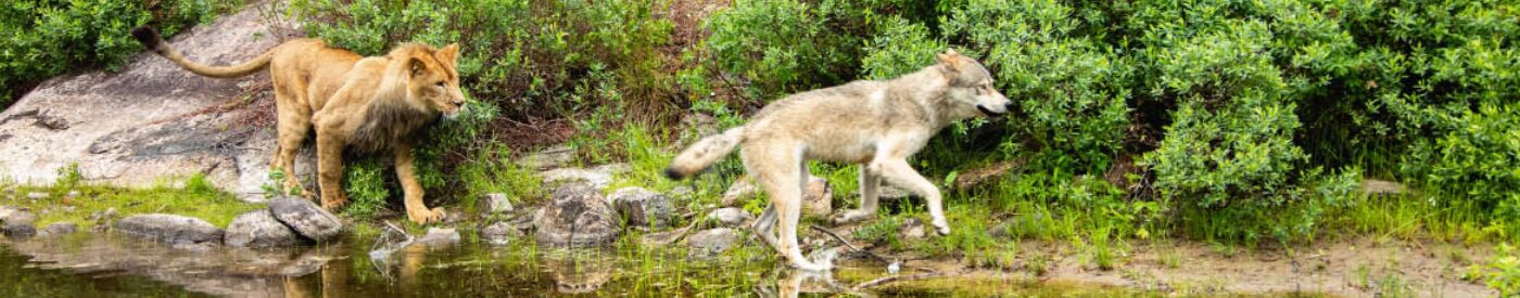 'El lobo y el león': Una hermosa amistad improbable