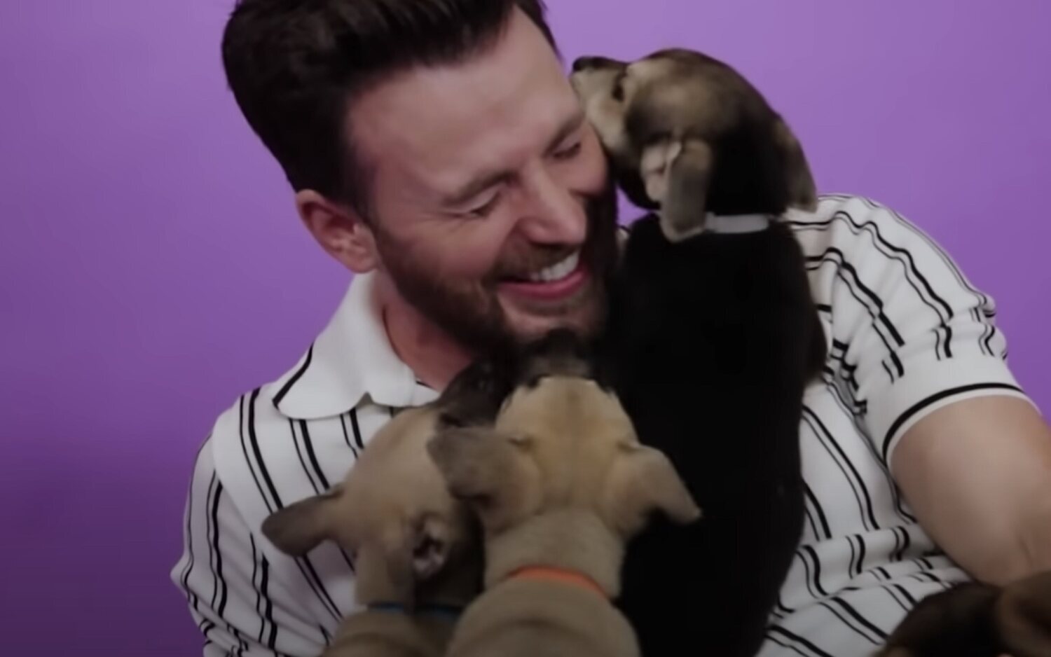 La entrevista de Chris Evans con perritos es lo más adorable que verás jamás