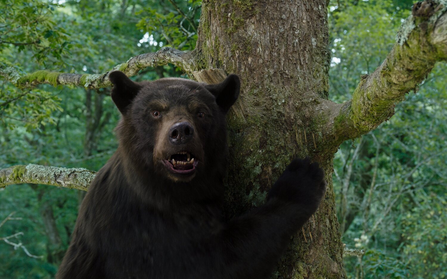 'Oso vicioso' da lo que promete en un surrealista y tronchante delirio