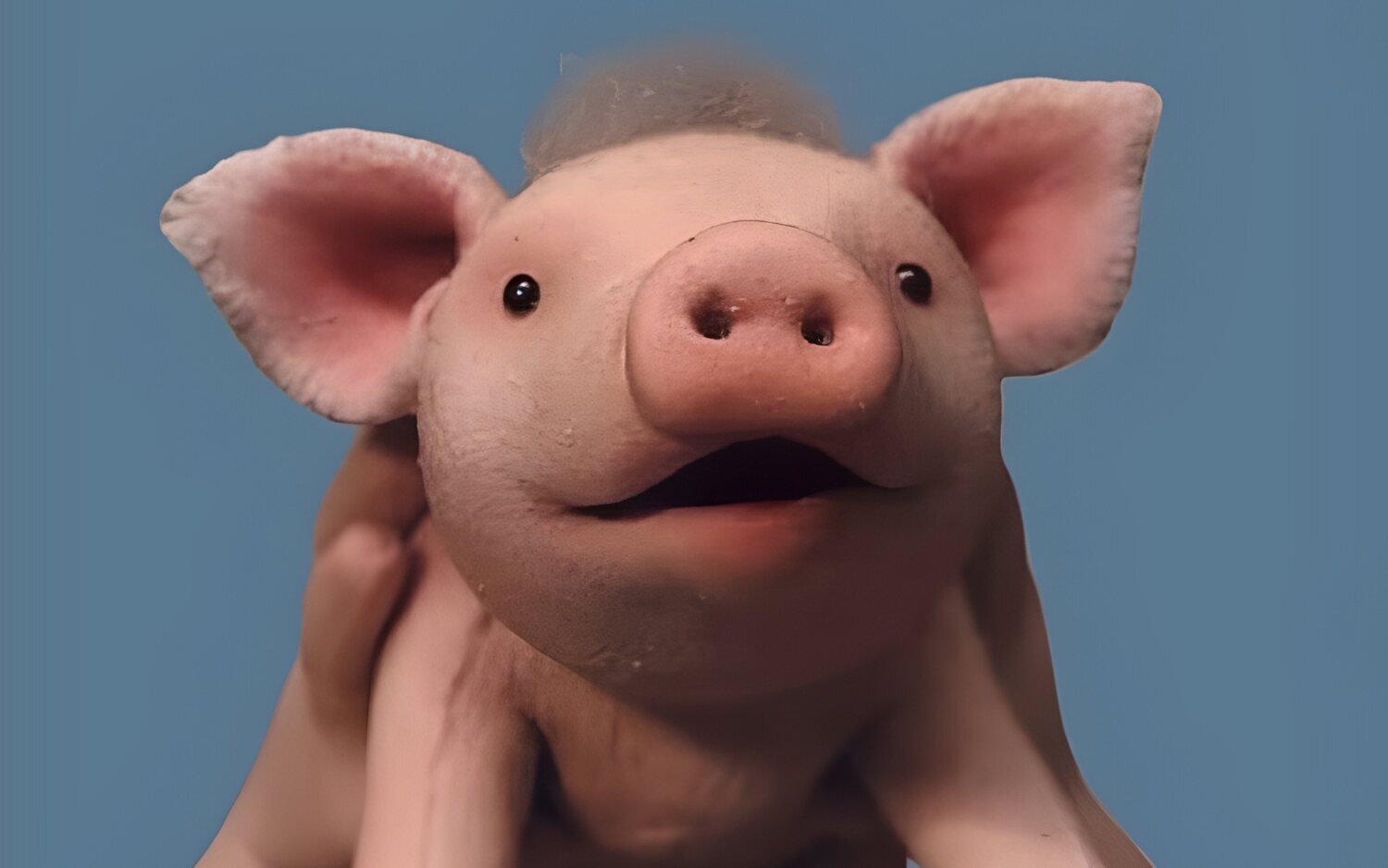 'Oink Oink': Llega un nuevo cerdito valiente al cine