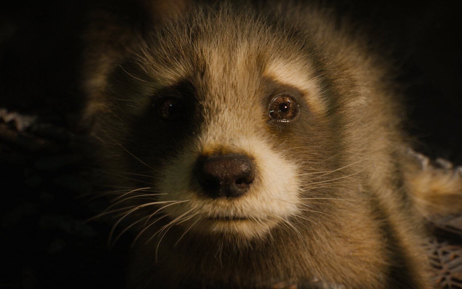 'Guardianes de la Galaxia Vol. 3': James Gunn gana el Premio PETA por visibilizar la crueldad animal en la ciencia