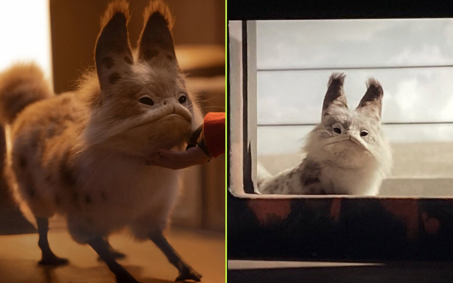 El gato de Lothal de Sabine en 'Ahsoka'