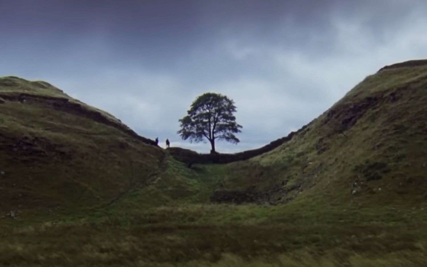 El Sycamore Gap Tree en 'Robin Hood, príncipe de los ladrones'