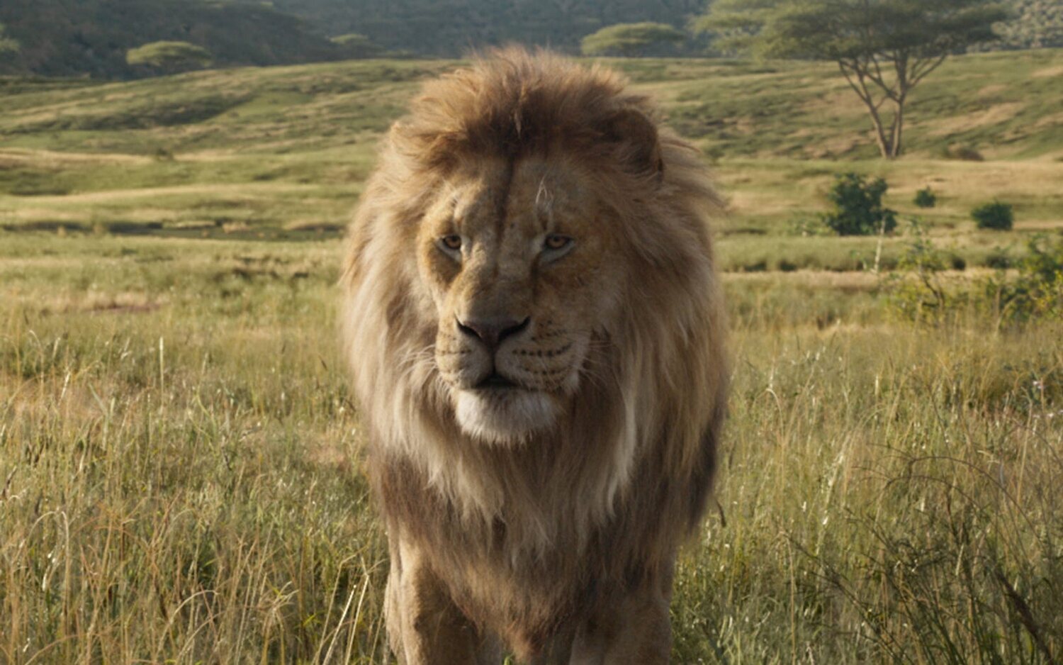 Mufasa en la versión de 'El rey león' de 2019