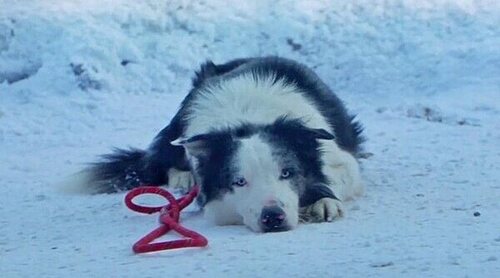 La triste razón por la que Messi, el perro de 'Anatomía de una caída', no estará en los Oscar