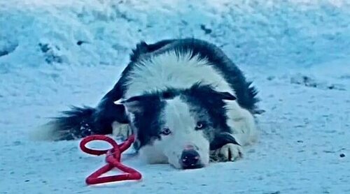 Messi, el perro de 'Anatomía de una caída', sí acude a los Premios Oscar 2024