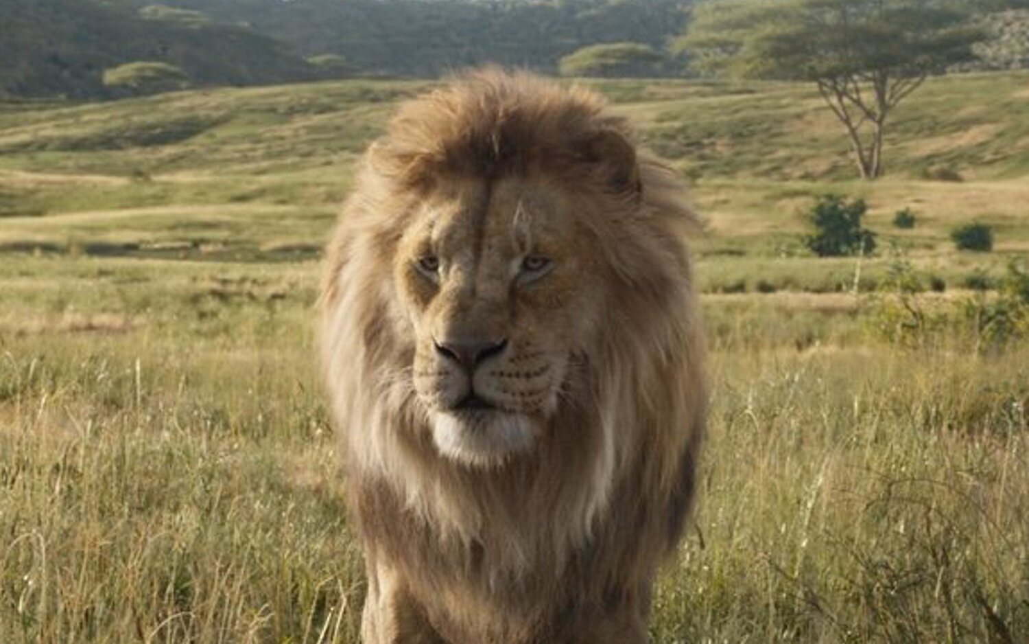 Mufasa en 'El Rey León'