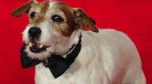 Uggie consigue el Golden Collar Award por su interpretación en 'The Artist'