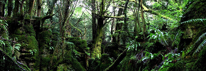  Puzzlewood