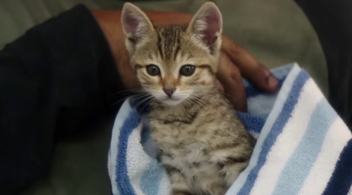  Gato protagonista de 'Keanu'