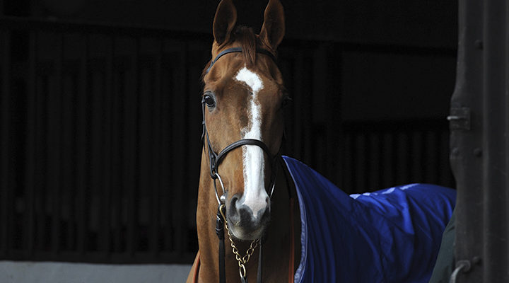 Caballo ganador