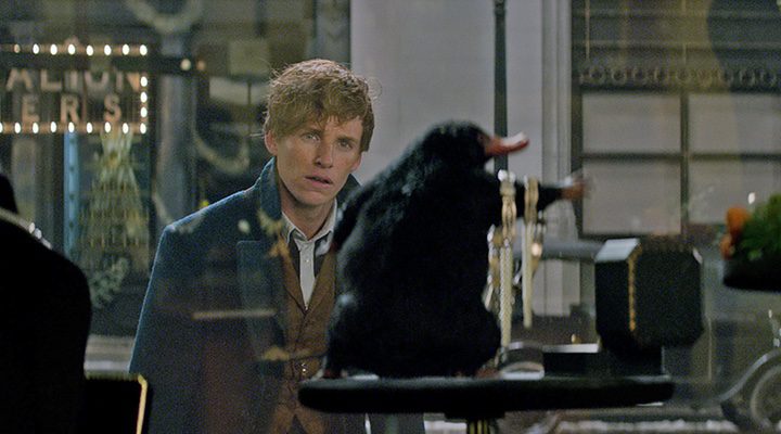 Newt Scamander observando al escarbato