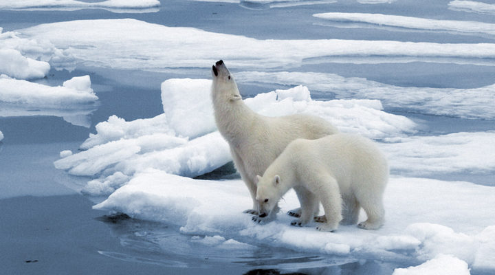 Osos polares entre placas de hielo fundiéndose