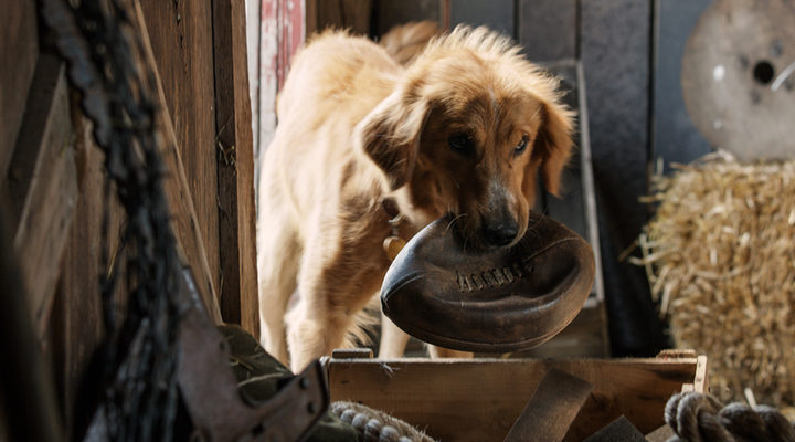 'A Dog's Purpose'