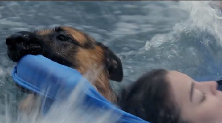  El pastor alemán de 'A Dog's purpose' rescatando a una chica