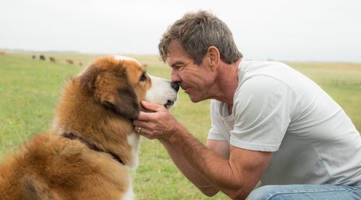 'A Dog's Purpose'