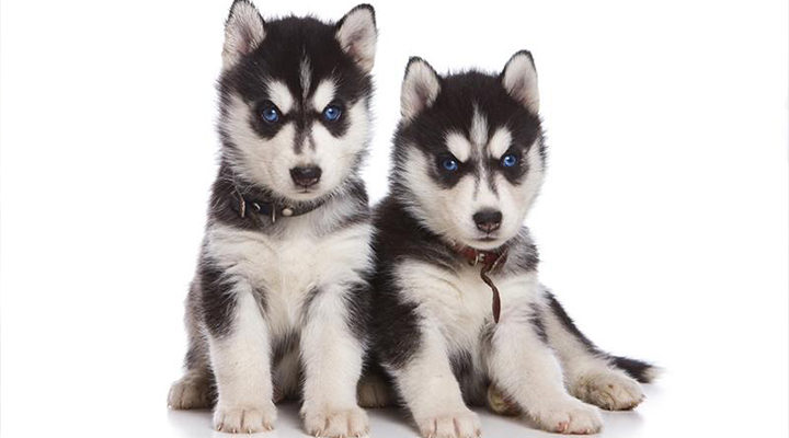 Huskies