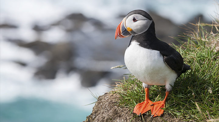 Frailecillos de Irlanda y los Porgs