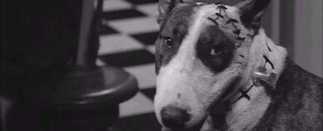 ¿'Frankenweenie' en 3D?