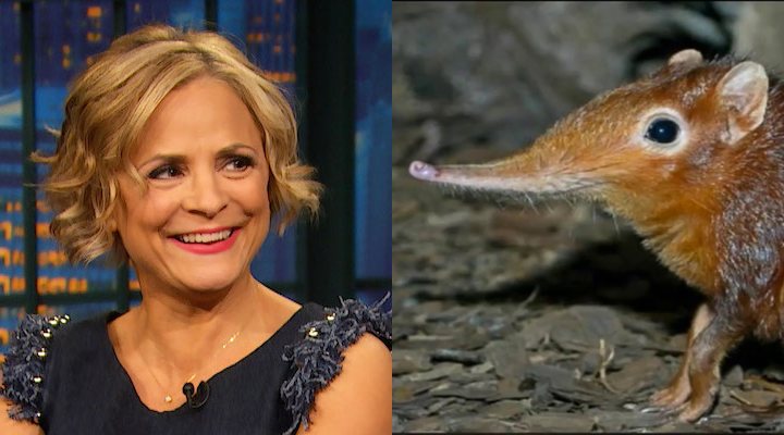  Amy Sedaris será una musaraña elefante en 'El rey león'