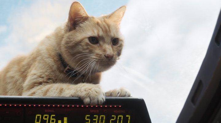  Goose, el gato de Carol Danvers' en 'Capitana Marvel'