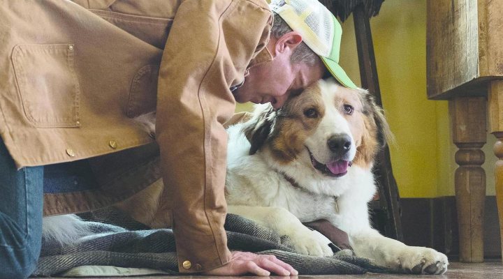 Tu mejor amigo un nuevo viaje