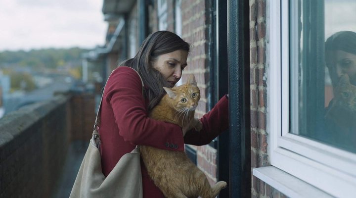 Un gato en la pared