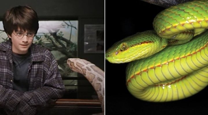 Harry Potter y la nueva serpiente