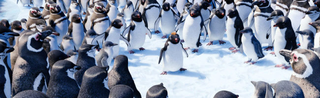 Happy Feet 2